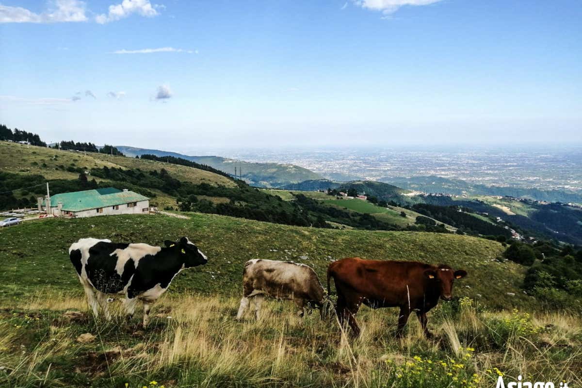 Le malghe dell'Altopiano dei Sette Comuni ottengono la certificazione biologica
